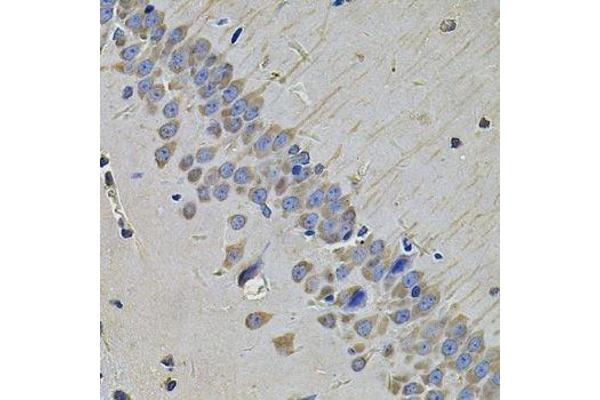 NAA50 antibody  (AA 1-169)