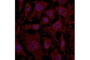 Immunofluorescence (IF) image for anti-RAB11B, Member RAS Oncogene Family (RAB11B) (C-Term) antibody (ABIN1440027) (RAB11B antibody  (C-Term))