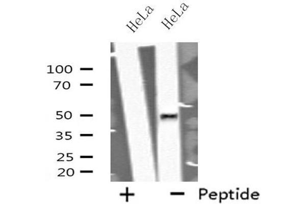 GORASP2 antibody  (Internal Region)