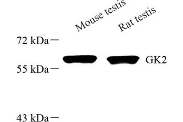 GK2 antibody