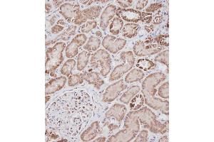 Immunohistochemical analysis of A on paraffin-embedded Human kidney tissue. (Prohibitin antibody  (N-Term))