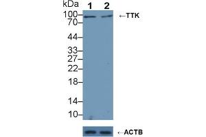 Knockout Varification: Lane 1: Wild-type Hela cell lysate, Lane 2: TTK knockout Hela cell lysate, Predicted MW: 97kd Observed MW: 100kd Primary Ab: 5 μg/mL Rabbit Anti-Human TTK Antibody Second Ab: 0.