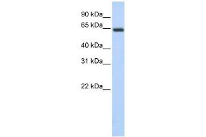 UPF3B antibody used at 1 ug/ml to detect target protein. (UPF3B antibody)