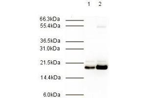 Immunoblotting. (MAD2L2 antibody  (AA 3-14))
