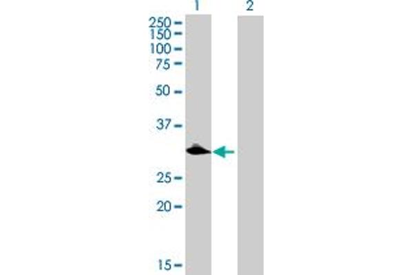 C1QTNF9 antibody  (AA 1-333)