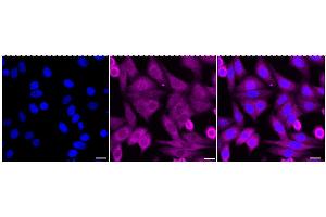Immunocytochemical staining of HepG2 cells with Peptidylprolyl isomerase D antibody (ABIN7799768), 1:1,000).