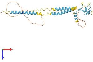 Fragile X Mental Retardation 1 Neighbor (FMR1NB) (AA 1-255) protein (His tag)