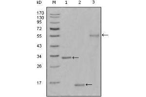 Western blot analysis using Ki67 mouse mAb against truncated Trx-Ki67 recombinant protein(1),truncated Ki67 (aa3118-3256)-His recombinant protein(2) and truncated Ki67 (aa3118-3256)-hIgGFc transfected CHO-K1 cell lysate(3).