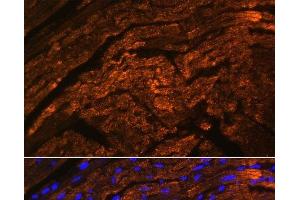 Immunofluorescence analysis of Rat heart using TTN Polyclonal Antibody at dilution of 1:100. (Titin antibody)