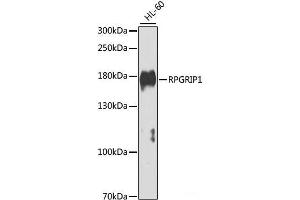 Western blot analysis of extracts of HL-60 cells using RPGRIP1 Polyclonal Antibody at dilution of 1:1000. (RPGRIP1 antibody)