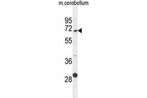 GPC5 Antibody (N-term) western blot analysis in mouse cerebellum tissue lysates (35µg/lane). (GPC5 antibody  (N-Term))