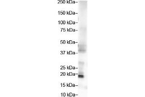 WB Suggested Anti-FGF2 Antibody Titration:  2 ug/ml  ELISA Titer:  1:312500  Positive Control:  Hela cell lysate (FGF2 antibody  (Middle Region))