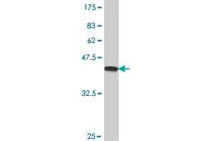 Western Blot detection against Immunogen (38. (HMOX1 antibody  (AA 1-110))