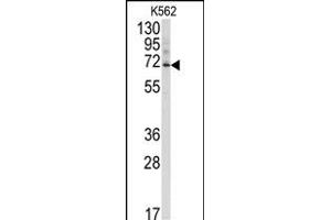 Western blot analysis of anti-Ubiquilin3 Antibody (N-term) (ABIN388967 and ABIN2839212) in K562 cell line lysates (35 μg/lane). (Ubiquilin 3 antibody  (N-Term))