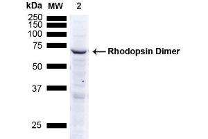 Western Blot analysis of Human A549 cells showing detection of ~38. (Rhodopsin antibody)