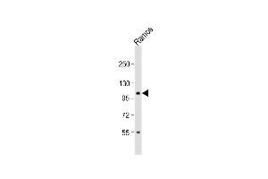 Anti-TAF4B Antibody (C-term) at 1:1000 dilution + Ramos whole cell lysate Lysates/proteins at 20 μg per lane. (TAF4B antibody  (C-Term))