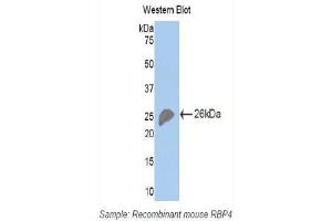 Western Blotting (WB) image for anti-Retinol Binding Protein 4, Plasma (RBP4) (AA 63-245) antibody (ABIN1078483)