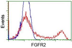 HEK293T cells transfected with either RC217098 overexpress plasmid (Red) or empty vector control plasmid (Blue) were immunostained by anti-FGFR2 antibody (ABIN2454751), and then analyzed by flow cytometry. (FGFR2 antibody)