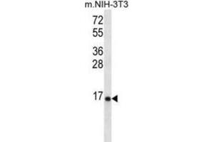 Western Blotting (WB) image for anti-Ribosomal Protein L23 (RPL23) antibody (ABIN2996830)