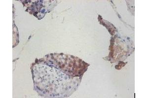 Immunohistochemistry of paraffin-embedded human testis tissue using ABIN7149175 at dilution of 1:100 (COX6A1 antibody  (AA 25-109))