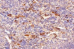 Immunohistochemistry analysis of paraffin-embedded mouse spleen using,LITAF (ABIN7074508) at dilution of 1: 9600 (LITAF antibody)