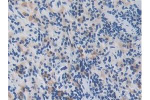 DAB staining on IHC-P; Samples: Rat Spleen Tissue (Manic Fringe antibody  (AA 56-309))