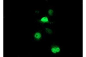 Anti-PSMB7 mouse monoclonal antibody (ABIN2455619) immunofluorescent staining of COS7 cells transiently transfected by pCMV6-ENTRY PSMB7 (RC201799).