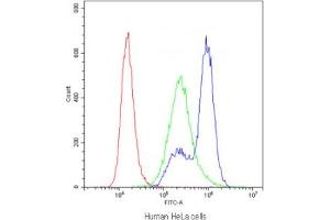 Flow cytometry testing of human HeLa cells with Myosin Phosphatase antibody at 1ug/10^6 cells (blocked with goat sera) (Myosin Binding Subunit antibody  (N-Term))