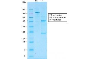SDS-PAGE Analysis of Purified CD30 Rabbit Recombinant Monoclonal Antibody (Ki-1/1505R). (Recombinant TNFRSF8 antibody)