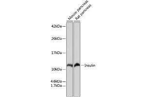 Western blot analysis of extracts of various cell lines, using Insulin antibody (ABIN7267886) at 1:1000 dilution. (Insulin antibody)