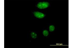 Immunofluorescence of purified MaxPab antibody to ISL2 on HeLa cell. (ISL2 antibody  (AA 1-359))