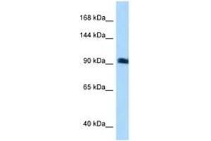 Image no. 1 for anti-rho Guanine Nucleotide Exchange Factor (GEF) 26 (ARHGEF26) (N-Term) antibody (ABIN6741888) (SGEF antibody  (N-Term))