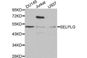Western blot analysis of extracts of various cell lines, using SELPLG antibody (ABIN5970822) at 1/1000 dilution. (SELPLG antibody)