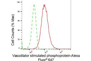 Flow cytometric analysis of Vasodilator stimulated phosphoprotein expression in HT- cells using Vasodilator stimulated phosphoprotein antibody (ABIN7800824), 1:2,000). (Recombinant VASP antibody)