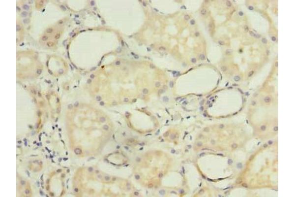 COX11 antibody  (AA 115-276)