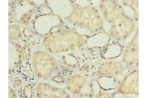 Immunohistochemistry of paraffin-embedded human kidney tissue using ABIN7149138 at dilution of 1:100 (COX11 antibody  (AA 115-276))