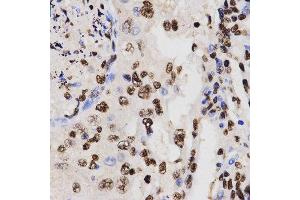 Immunohistochemistry (IHC) image for anti-Histone H3 (H3) (H3K27me) antibody (ABIN3023266) (Histone 3 antibody  (H3K27me))