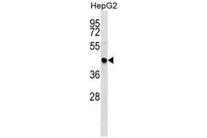 TRAF4 Antibody (C-term) western blot analysis in HepG2 cell line lysates (35 µg/lane). (TRAF4 antibody  (C-Term))