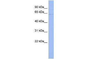 WB Suggested Anti-UPF3A Antibody Titration:  0. (UPF3A antibody  (Middle Region))