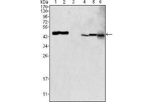 Western blot analysis using GOT2 mouse mAb against HEK293 (1), PC-12 (2), HL-60 (3), BCBL-1 (4), HepG2 (5) and NIH/3T3 (6) cell lysate.