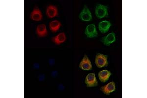 ABIN6266271 and ABIN6277433 staining Hela cells by IF/ICC.