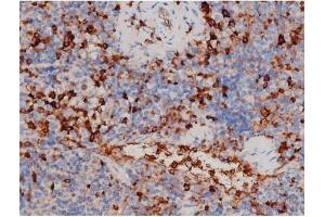 ABIN6267466 at 1/200 staining Mouse spleen tissue sections by IHC-P. (CDC25A antibody  (pThr507))