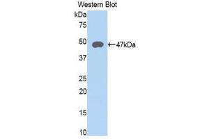 Western Blotting (WB) image for anti-Lysosomal-Associated Membrane Protein 2 (LAMP2) (AA 193-375) antibody (ABIN1859613) (LAMP2 antibody  (AA 193-375))