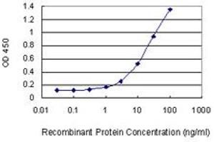 Detection limit for recombinant GST tagged GZMB is 0. (GZMB antibody  (AA 148-247))