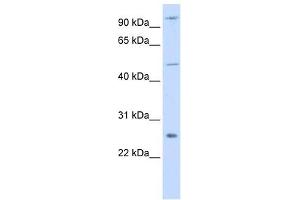 TRAF4 antibody (70R-10513) used at 0. (TRAF4 antibody  (Middle Region))
