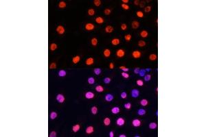 Immunofluorescence analysis of HeLa cells using MonoMethyl-NONO/p54nrb-R357/R365 pAb (ABIN6135177, ABIN6135493, ABIN6135494 and ABIN6224110) at dilution of 1:100 (40x lens). (NONO antibody  (meArg357, meArg365))
