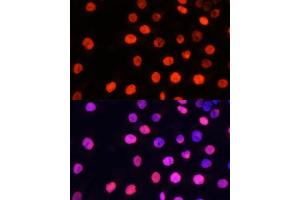Immunofluorescence (IF) image for anti-Non-POU Domain Containing, Octamer-Binding (NONO) (meArg357), (meArg365) antibody (ABIN6135493)