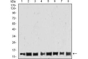 Western blot analysis using HIST2H4A(20Me3) mouse mAb against THP-1 (1), Jurkat (2), K562 (3), NIT/3T3 (4), PC-12 (5), Hela (6), MCF-7 (7), and A431 (8) cell lysate. (Histone Cluster 2, H4a (HIST2H4A) (3meLys20) antibody)