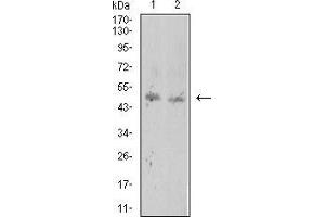 Western blot analysis using ROP1 mouse mAb against BCBL-1 (1) and Raw264.