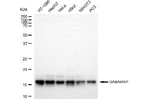 Western blotting analysis using GABARAP antibody (ABIN7798680).